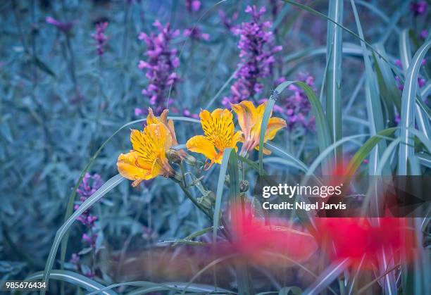 yellow flowers - jarvis summers stock pictures, royalty-free photos & images