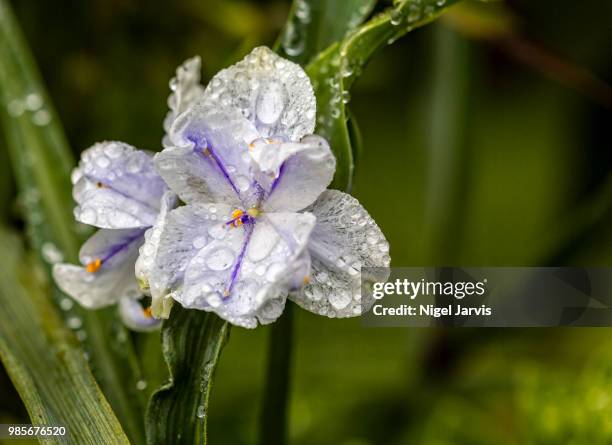 early morning rain drops - jarvis summers stock pictures, royalty-free photos & images