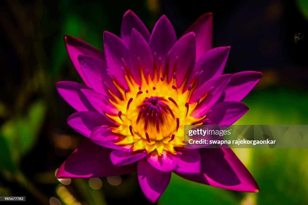 Water Lily