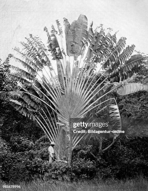 Ravenala madagascariensis, commonly known as travellers tree or travelers palm, from Madagascar, digital improved reproduction of an original print...