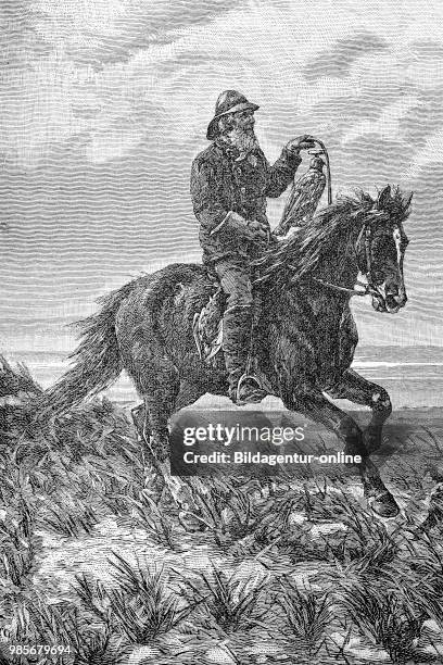 Hunting with the falcon, hunters on horseback, Texel Island, Holland, Jagd mit dem Falken, Jaeger auf dem Pferd, Insel Texel, Holland, digital...