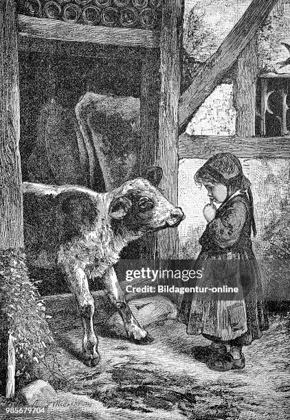 Little girl is standing on the farm in front of a calf, Kleines Maedchen steht auf dem Bauernhof vor einem Kalb, digital improved reproduction of a...