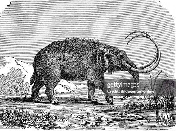 Mastodons are any species of extinct mammutid proboscideans in the genus Mammut, distantly related to elephants, digital improved reproduction of a...