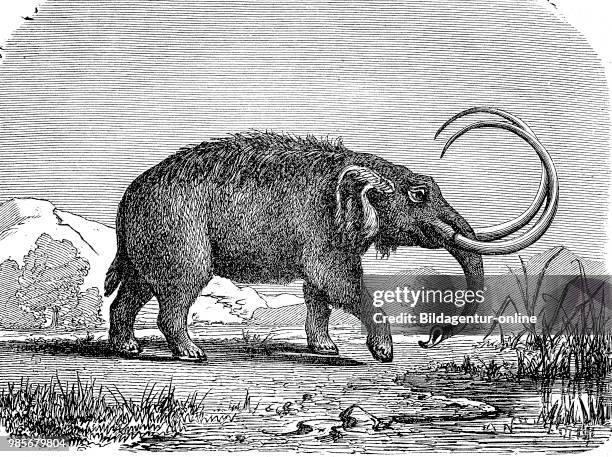 232 Mastodon Animal Photos and Premium High Res Pictures - Getty Images 232 Mastodon Animal Photos and Premium High Res Pictures - Getty Images