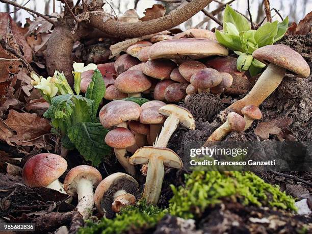 hypholoma sublateritium - hypholoma sublateritium stock pictures, royalty-free photos & images