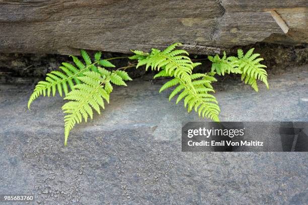 fern fronds growing out from between two large boulders. a close up macro, full colour horizontal image. royal natal, drakensberg ukhahlamba national park, kwazulu-natal province, south africa - comportamientos de la flora fotografías e imágenes de stock