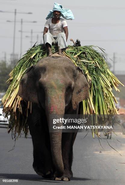 An Indian mahout covers his head with a cloth as he rides his elephant on a hot day in New Delhi on April 16, 2010.The Indian capital along with...