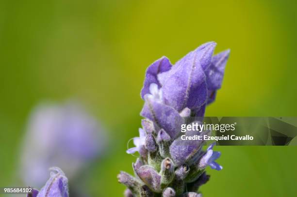 lavandula - cavalo stock pictures, royalty-free photos & images