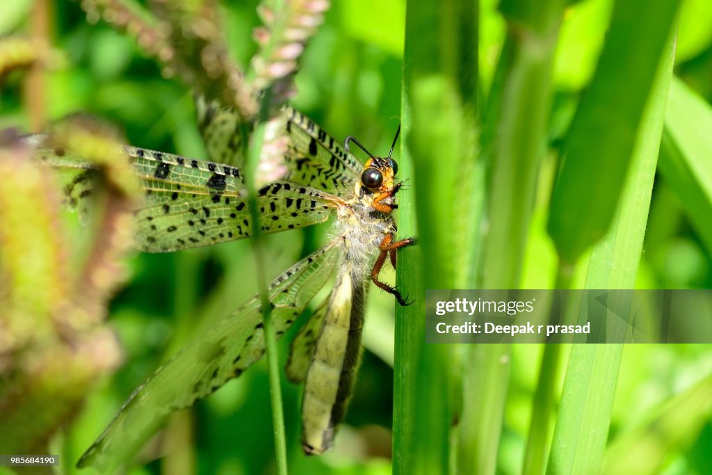 Lacewing