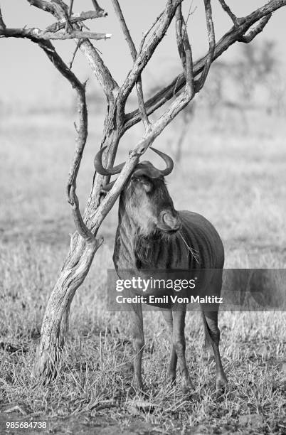 a front facing black and white vertical image of a full grown male common wildebeest, scratching itself on a dead tree out on a very dry plain. it is quite a comical image with the piece of grass sticking out of the animal's mouth - black wildebeest stock pictures, royalty-free photos & images