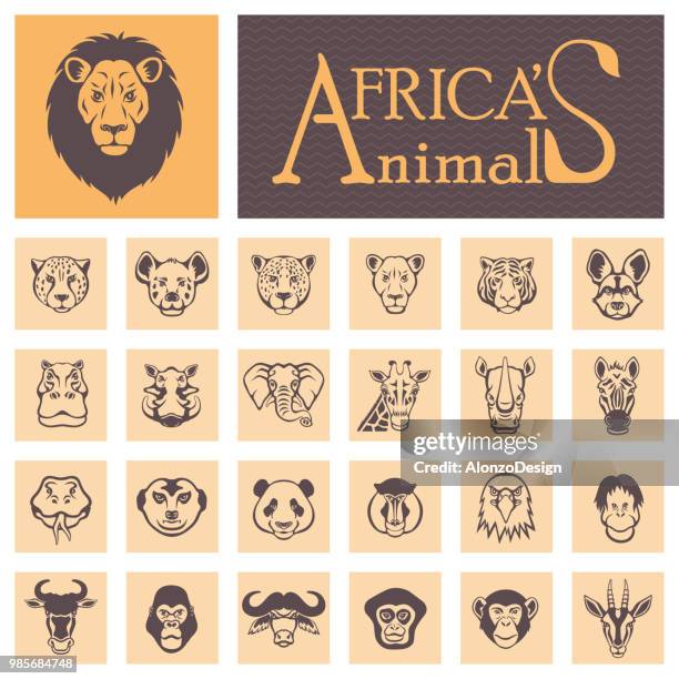 african animal faces - lion lioness stock illustrations