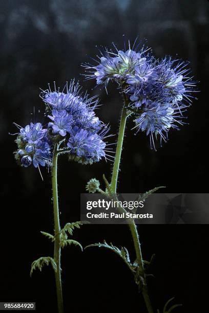 phacelia tanacetifolia (fiddleneck, lacy phacelia, lacy scorpion-weed, blue tansy) - tansy stock pictures, royalty-free photos & images