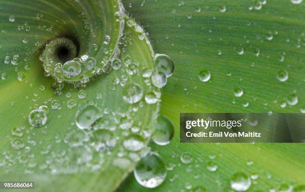 a macro close up full colour horizontal image of dew drops in the helix of a plant. image captured in the golden gate of the free state province of south africa - trichome stock pictures, royalty-free photos & images