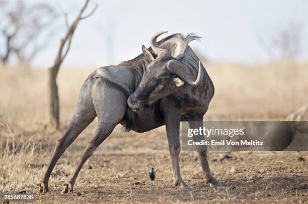 a side profile of a full grown male common wildebeest in a very dry landscape; a full colour image. attended by a glossy starling. as you can see, the beast is attempting to bite at some sort of itch. thanda game reserve, mkuze, kwazulu-natal province - riserva naturale di mkuze foto e immagini stock