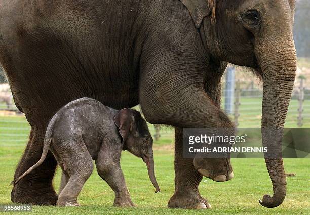 Four-day old elephant calf beside his first-time mother, Karishma, at Whipsnade Zoo near Dunstable, central England on April 15, 2010. The calf, who...