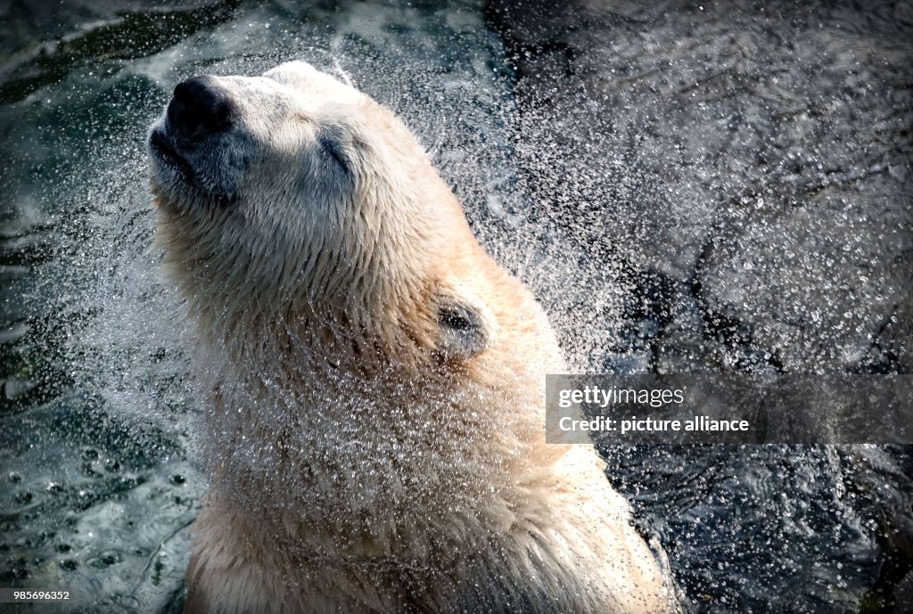Polar bear at zoo in Hanover