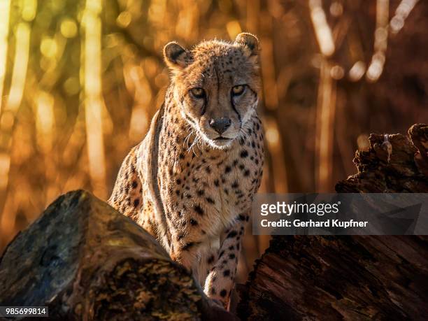 cheetah - cheetah stock pictures, royalty-free photos & images