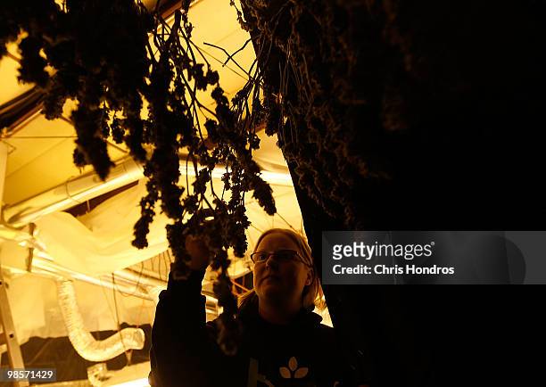 Sonja Gibbins, a marijuana grower, looks over some of her plants in her grow operation warehouse April 19, 2010 in Fort Collins, Colorado. Gibbins...
