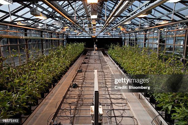 Soybean plants grow in a greenhouse at the Monsanto Chesterfield Village facility in Chesterfield, Missouri, U.S., on Thursday, April 15, 2010....