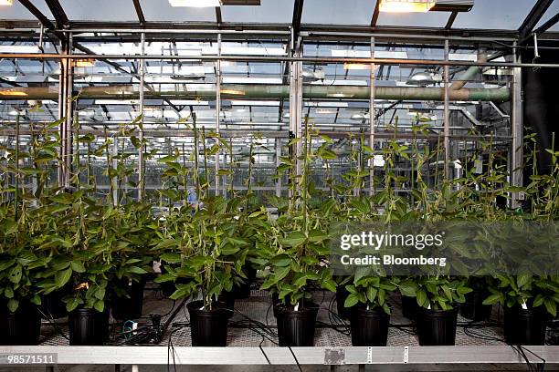 Soybean plants grow in a greenhouse at the Monsanto Chesterfield Village facility in Chesterfield, Missouri, U.S., on Thursday, April 15, 2010....