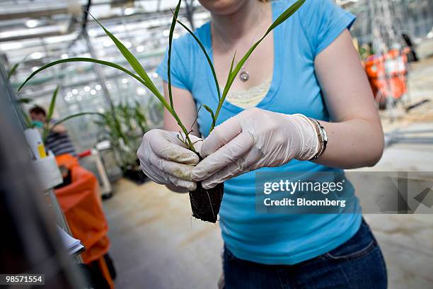 Laura Hagstrom, a lab technician, sorts corn plants in a greenhouse at the Monsanto Chesterfield Village facility in Chesterfield, Missouri, U.S., on...