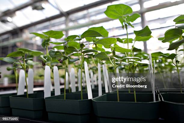 Soybean plants grow in a greenhouse at the Monsanto Chesterfield Village facility in Chesterfield, Missouri, U.S., on Thursday, April 15, 2010....