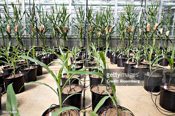 Corn plants grow in a greenhouse at the Monsanto Chesterfield Village facility in Chesterfield, Missouri, U.S., on Thursday, April 15, 2010. Monsanto...