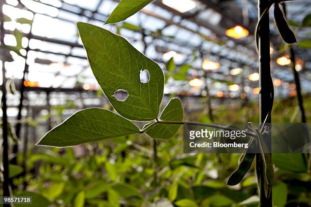 Soybean plant which had two holes cut from a leaf for testing grows in a greenhouse at the Monsanto Chesterfield Village facility in Chesterfield,...