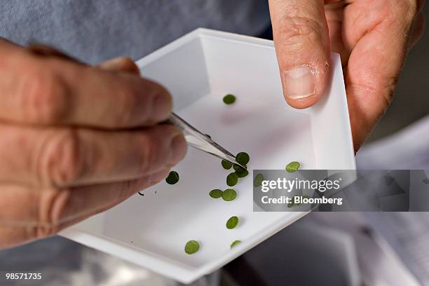 Jerry Anderson, a researcher, sorts leaf samples from a soybean plant in a greenhouse at the Monsanto Chesterfield Village facility in Chesterfield,...