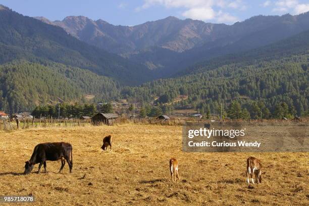 bumthang valley - bumthang fotografías e imágenes de stock