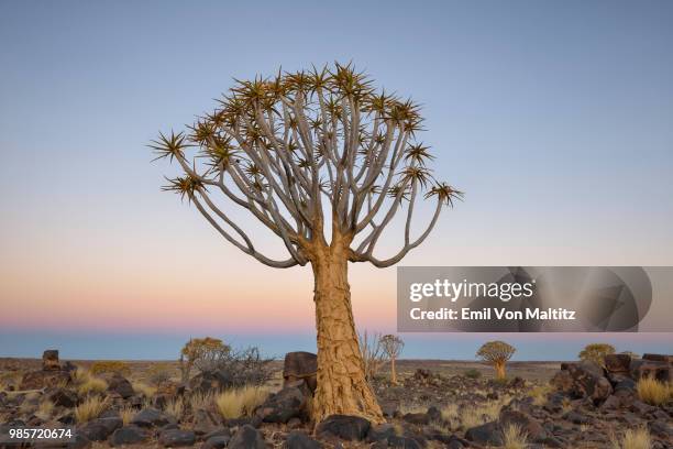 a lone and stark quiver tree and its rocky base, like some giant prehistoric dandelion, on the harsh and arid landscape morning. full colour horizontal image. - thorn like stock pictures, royalty-free photos & images