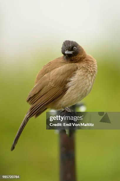 a side profile, close-up macro full colour vertical image of a watchful and inquisitive dark capped bulbul perched precariously on an almost imperceptible fence pole or metal arm. very cleverly captured by the photographer. - bulbuls stock pictures, royalty-free photos & images