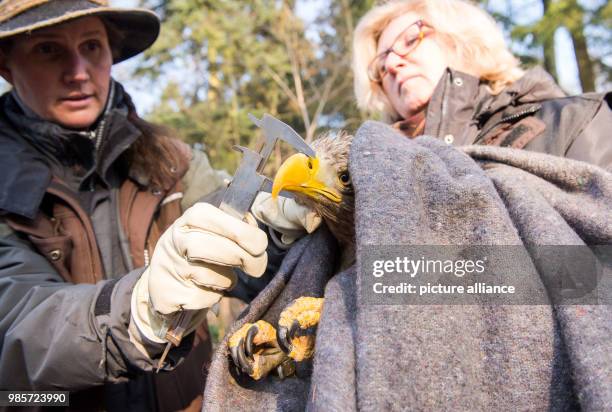 Sea eagle is measured by vet Elvira Freifrau von Schenck and a wildlife employee in the Eekholt wildlife park before being released into the wild in...