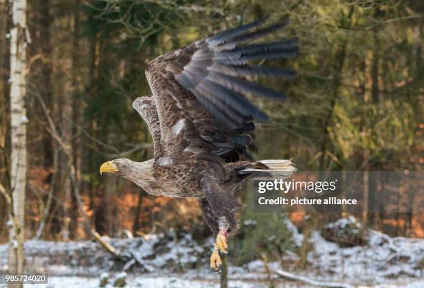 Sea eagle takes off in the Eekholt wildlife park during its release into the wild in Grossenaspe, Germany, 09 Febuary 2018. Afer the bird was found...