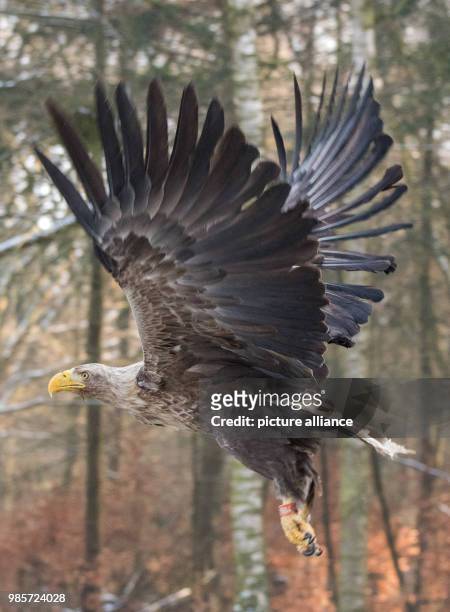 Sea eagle takes off in the Eekholt wildlife park during its release into the wild in Grossenaspe, Germany, 09 Febuary 2018. Afer the bird was found...