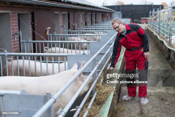 Organic farmer Jan Spliethofe standing in an open stable on his organic farm in Senden, Germany, 08 November 2017. A conventional pig breeder from...
