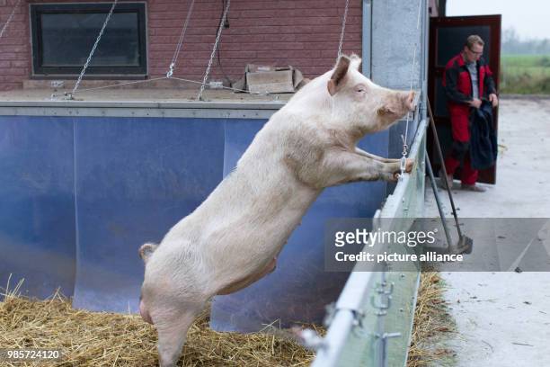 Pig standing in an open stable on an organic farm in Senden, Germany, 08 November 2017. A conventional pig breeder from Duelmen and an organic farmer...