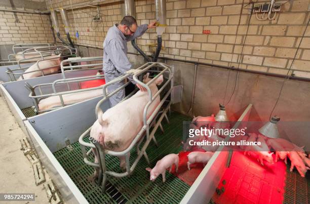 Dirk Schulz, conventional pig breeder, standing in the stable of an agricultural enterprise in Duelmen, Germany, 08 November 2017. A conventional pig...
