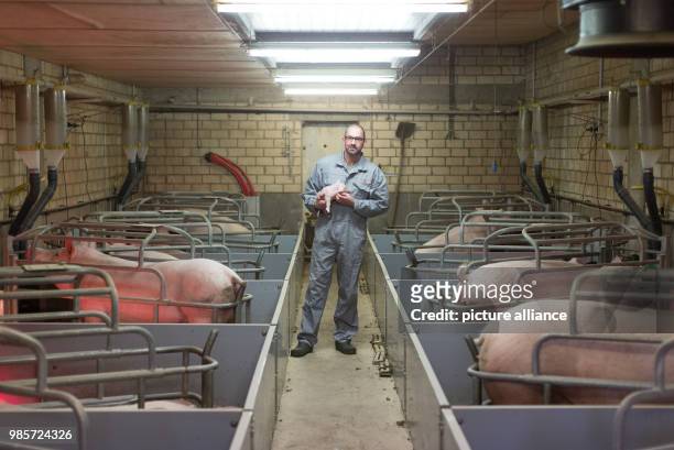 Dirk Schulz, conventional pig breeder, standing in the stable of his agricultural business in Duelmen, Germany, 08 November 2017. A conventional pig...