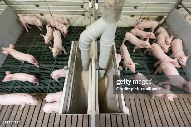 Piglets standing in front of a feeding station in the stable of an agricultural enterprise in Duelmen, Germany, 08 November 2017. A conventional pig...