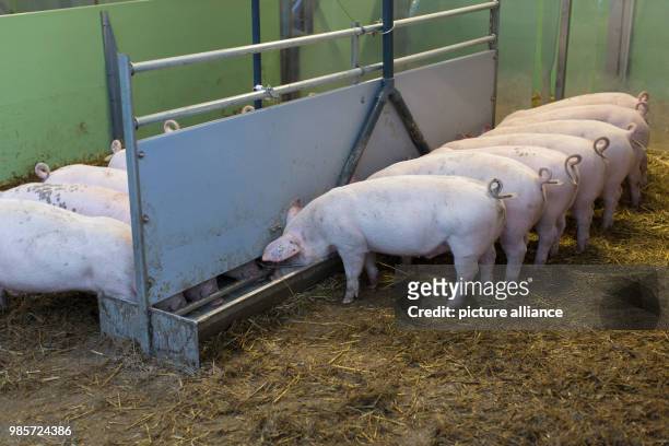 Piglets eating on an organic farm in Senden, Germany, 08 November 2017. A conventional pig breeder from Duelmen and an organic farmer from Senden...