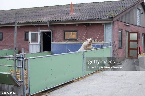 Sow standing in an open stable on an organic farm in Senden, Germany, 08 November 2017. A conventional pig breeder from Duelmen and an organic farmer...