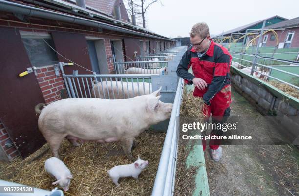 Organic farmer Jan Spliethofe standing in his open stable on an organic farm in Senden, Germany, 08 November 2017. A conventional pig breeder from...