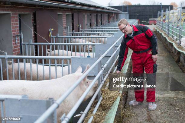 Organic farmer Jan Spliethofe standing in the open stable of on his organic farm in Senden, Germany, 08 November 2017. A conventional pig breeder...