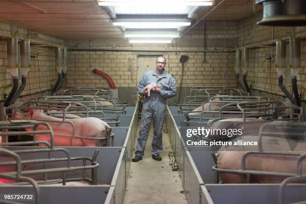 Dirk Schulz, conventional pig breeder, standing in the stable of his agricultural enterprise in Duelmen, Germany, 08 November 2017. A conventional...