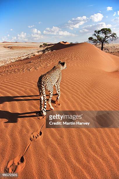 cheetah in desert environment. - cheetah namibia stock pictures, royalty-free photos & images