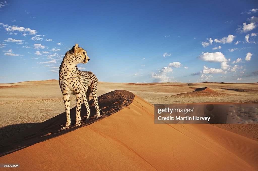 Cheetah in desert environment.