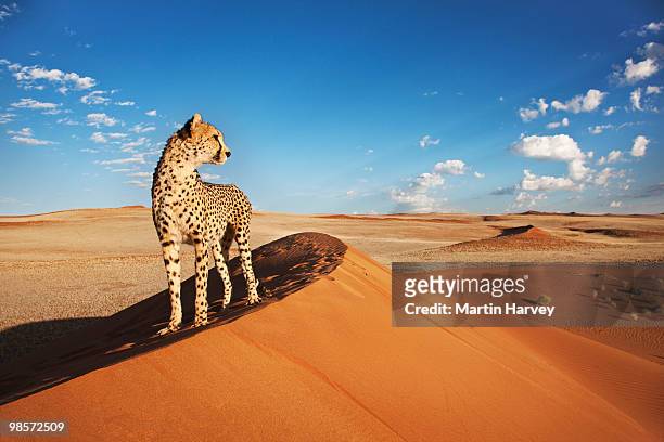 cheetah in desert environment. - animals in the wild stock pictures, royalty-free photos & images