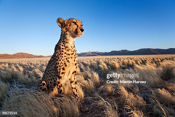 cheetah in desert environment. - endangered animals stock pictures, royalty-free photos & images