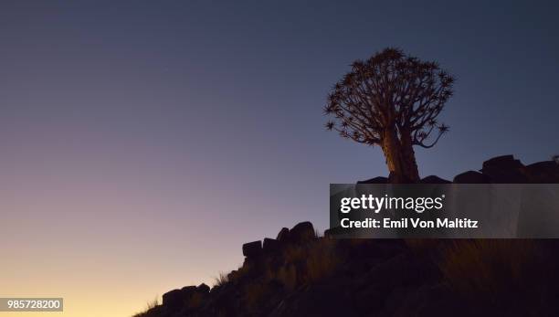 a lone and stark quiver tree and its rocky base, like some giant prehistoric dandelion, on the harsh and arid landscape. dusk. full colour horizontal image. - thorn like stock pictures, royalty-free photos & images